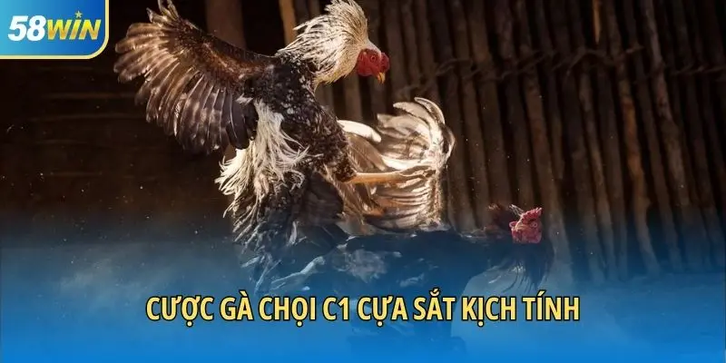 Cược gà chọi C1 cựa sắt kịch tính
