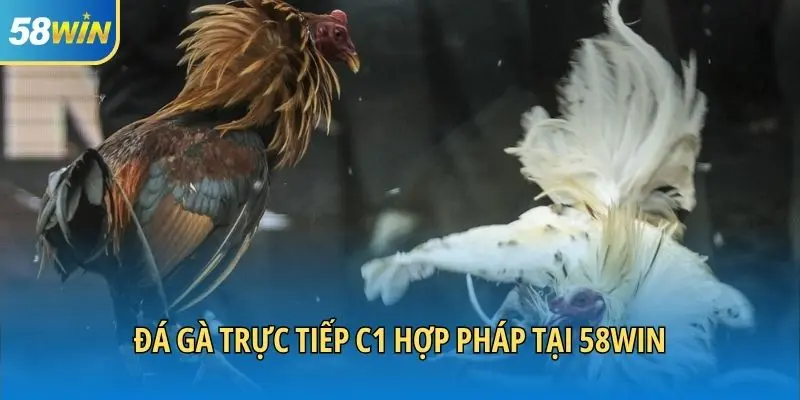 Đá gà trực tiếp C1 hợp pháp tại 58WIN