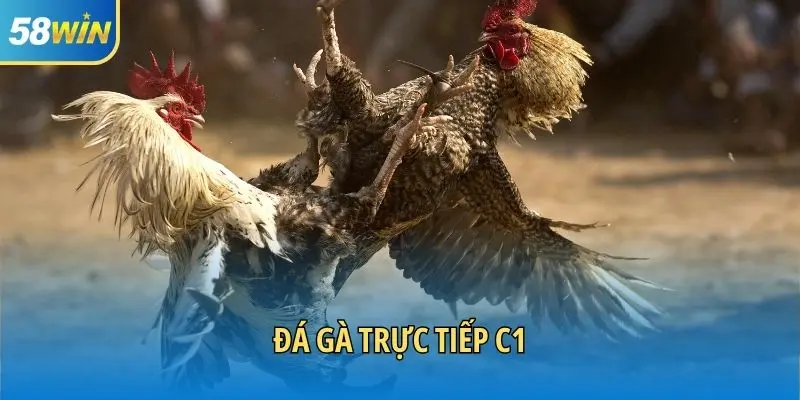 Đá gà trực tiếp C1