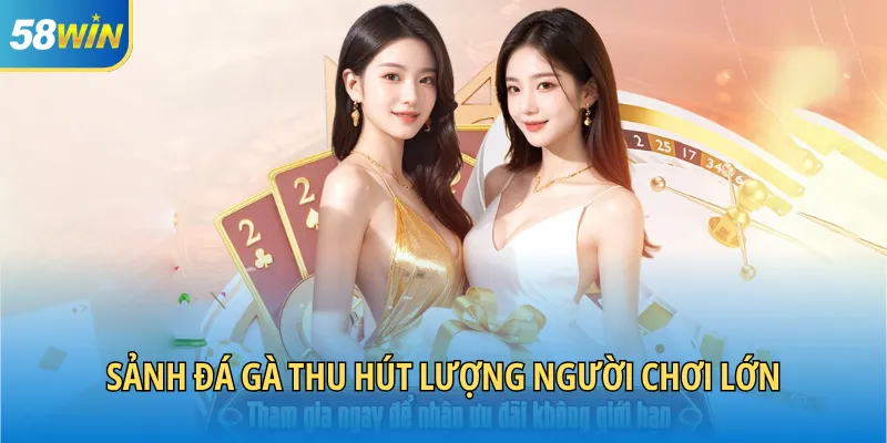 Sảnh đá gà thu hút lượng người chơi lớn