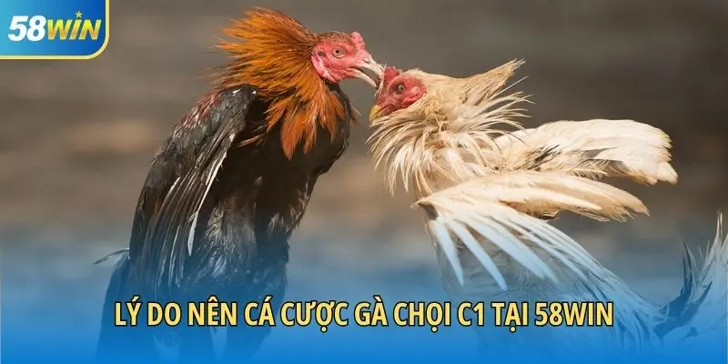 Lý do nên cá cược gà chọi C1 tại 58WIN