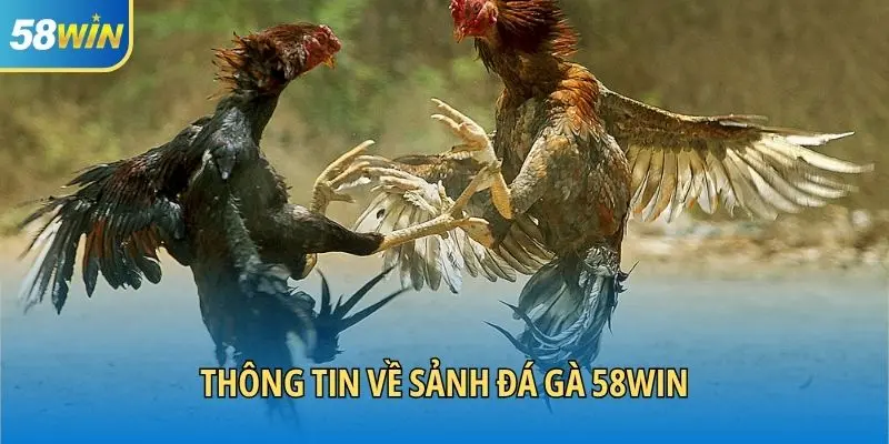 Thông tin về sảnh đá gà 58WIN