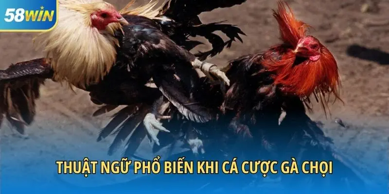Thuật ngữ phổ biến khi cá cược gà chọi