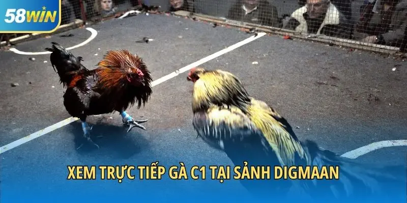 Xem trực tiếp gà C1 tại sảnh DIGMAAN